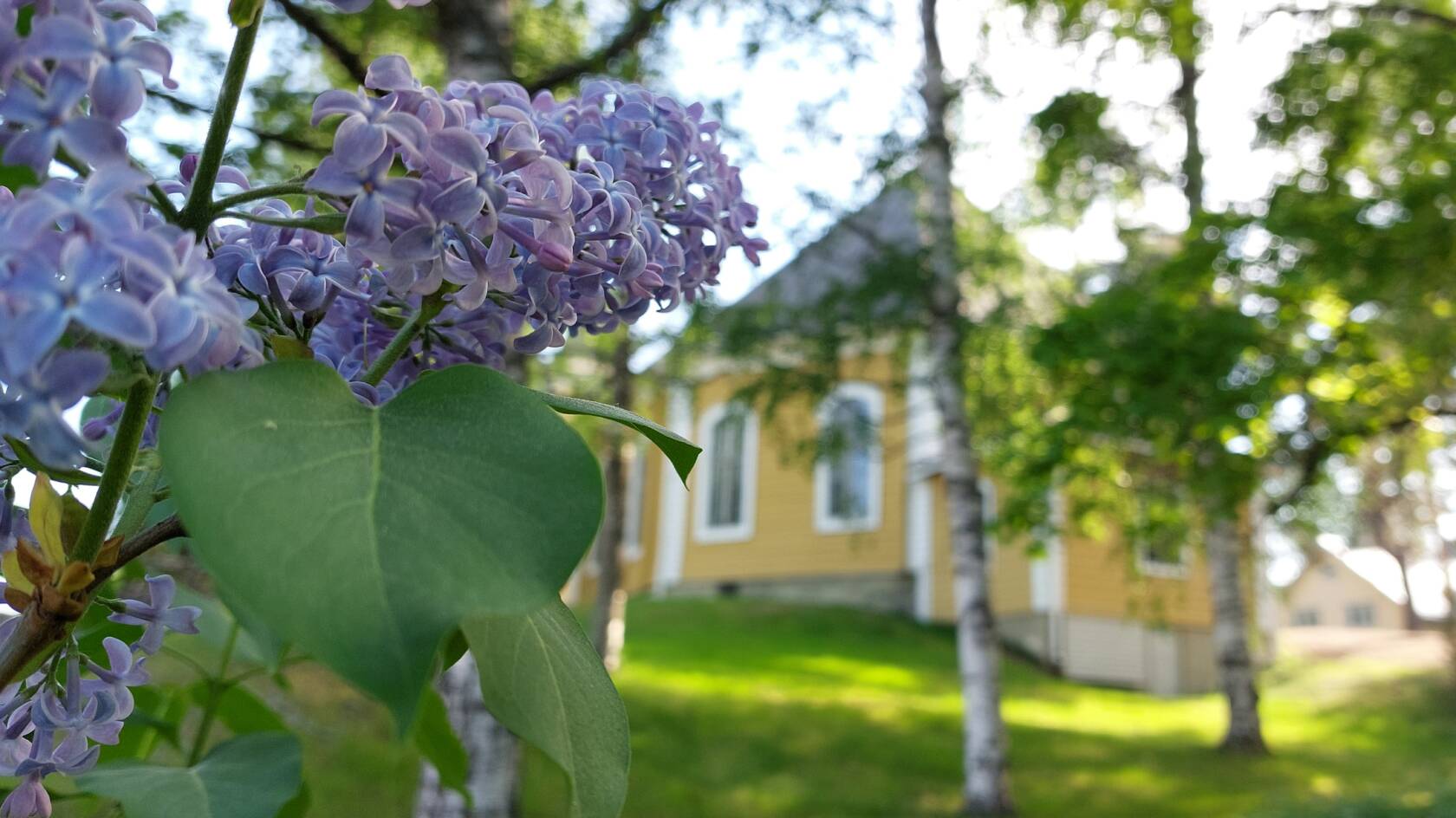 Violetteja syreenin oksia ja taustalla keltainen kirkkorakennus puistomaisemassa.
