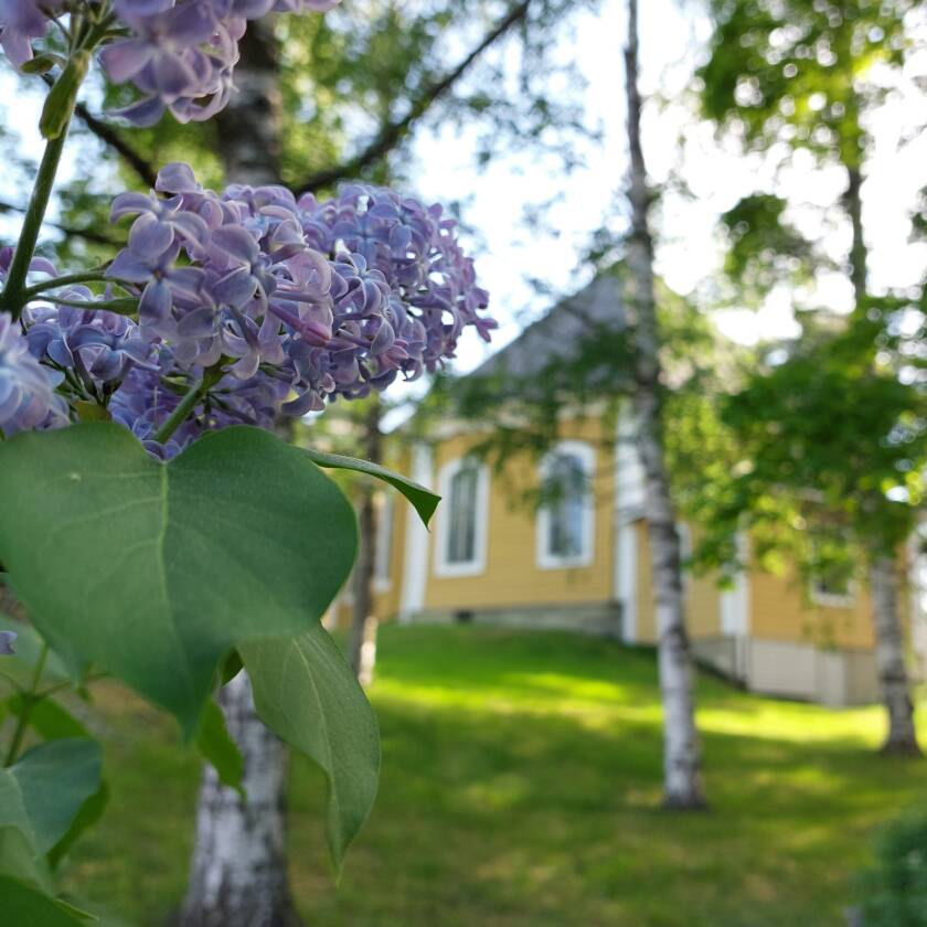 Violetteja syreenin oksia ja taustalla keltainen kirkkorakennus puistomaisemassa.